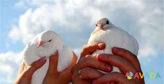 Белые голуби для выпуска в небо Rostov-na-Donu