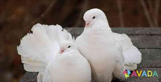 Белые голуби для выпуска в небо Rostov-na-Donu