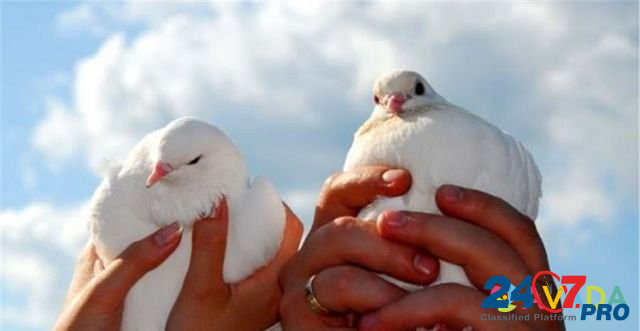 Белые голуби для выпуска в небо Rostov-na-Donu - photo 1