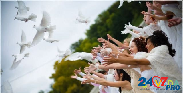 Белые голуби для выпуска в небо Rostov-na-Donu - photo 2