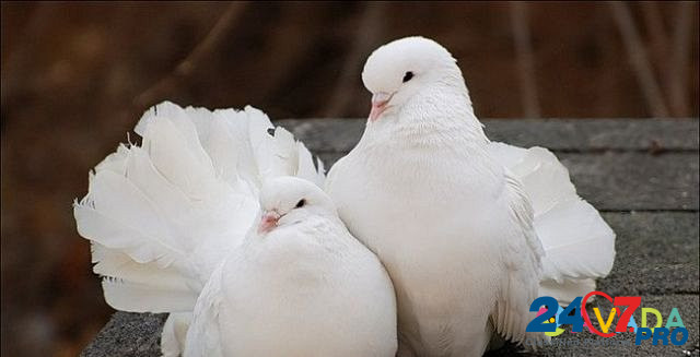 Белые голуби для выпуска в небо Rostov-na-Donu - photo 3