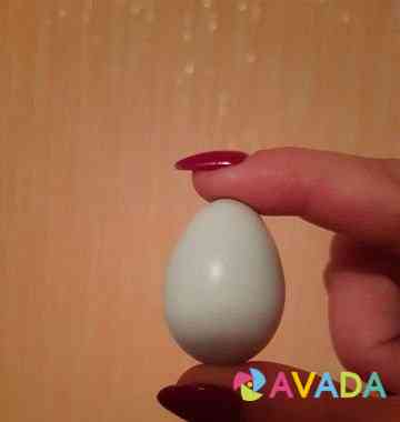 Перепелята, инкубационное яйцо Uray
