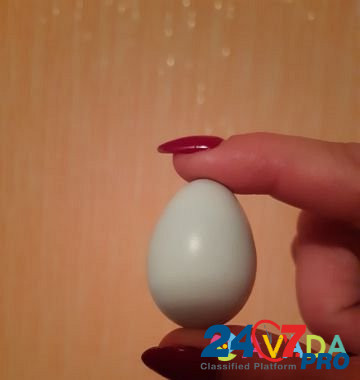 Перепелята, инкубационное яйцо Урай - изображение 1