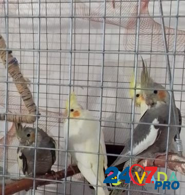 Попугай карелла Al'met'yevsk - photo 4