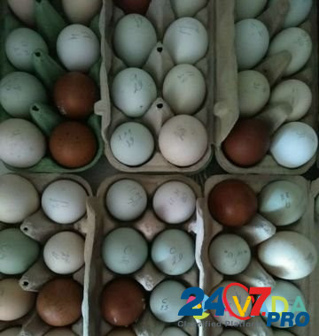 Мараны,Амераукана,Борки и др.инкуб яйцо.Петухи Nizhniy Tagil - photo 1