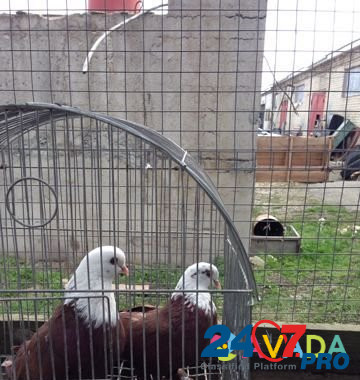 Продаю голубей Mikhaylovsk - photo 1