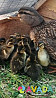 Утки кряковые(дикие) Bogorodsk