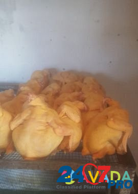 Цыпленок Kursavka - photo 1