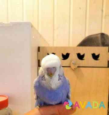 Выставочные волнистые попугаи Kazan'