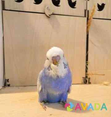 Выставочные волнистые попугаи Kazan'
