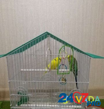 Продаю волнистый попугайчиков Novocheboksarsk - photo 2