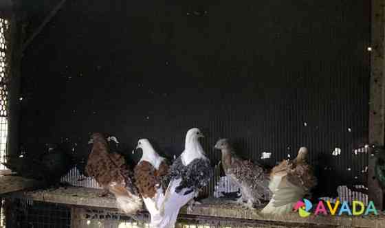Кучерявые голуби Bataysk