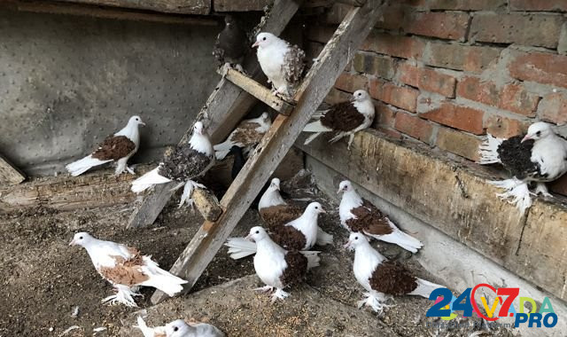 Кучерявые голуби Bataysk - photo 7