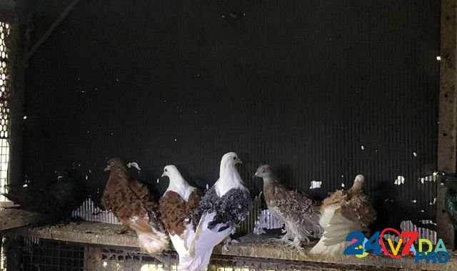 Кучерявые голуби Bataysk - photo 5