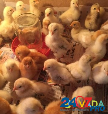 Цыплята от домашних кур Yefremov - photo 2