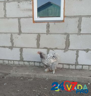 Курица голубой мрамор кохинхин Novokhoperskiy - photo 1