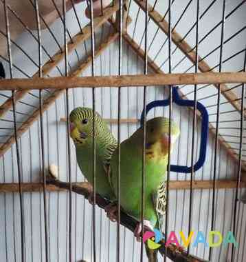 Волнистые попугаи Murom
