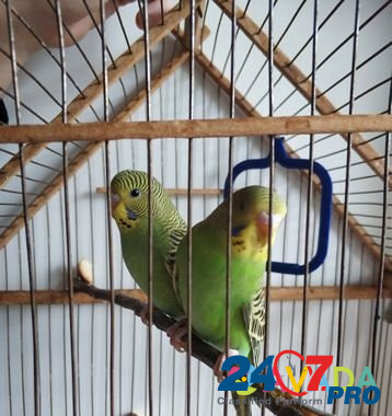 Волнистые попугаи Murom - photo 2