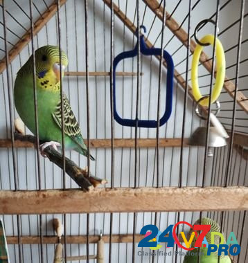 Волнистые попугаи Murom - photo 1