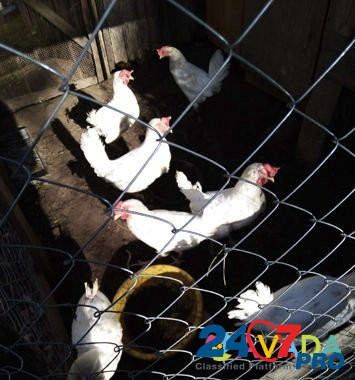 Курицы несушки Chaykovskiy - photo 1