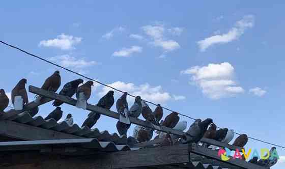 Николаевские голуби Gubkin