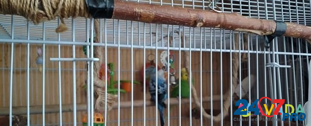 Волнистые попугайчики Luga - photo 2