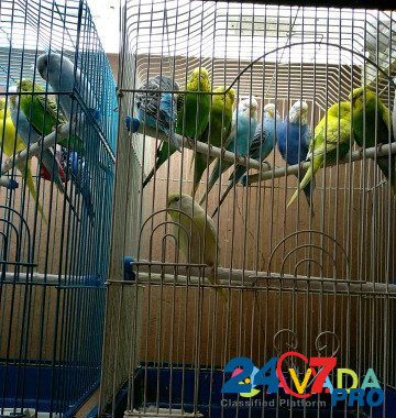 Попугай волнистый Arzamas - photo 6