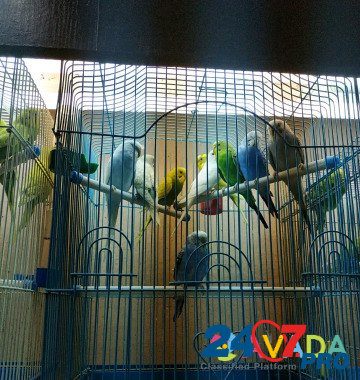 Попугай волнистый Arzamas - photo 7