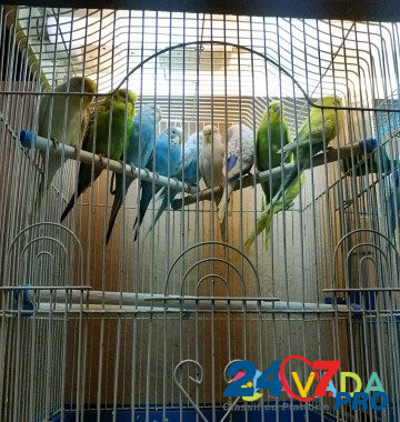 Попугай волнистый Arzamas - photo 8