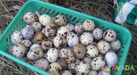 Перепелиные яйца Орел