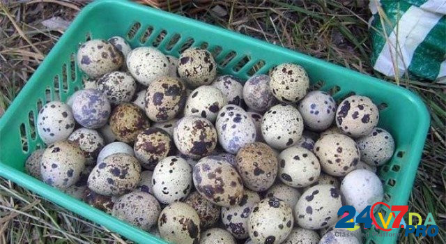 Перепелиные яйца Орел - изображение 1