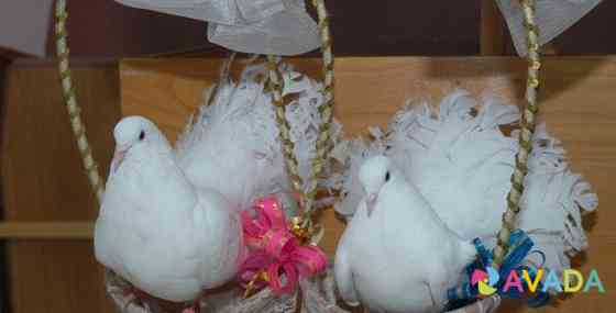 Пара белых почтовых голубей на свадьбу Balabanovo