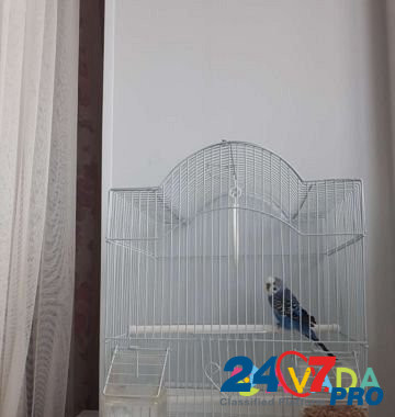 Продам попугая с клеткой Penza - photo 1