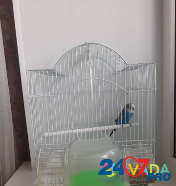 Продам попугая с клеткой Penza - photo 2