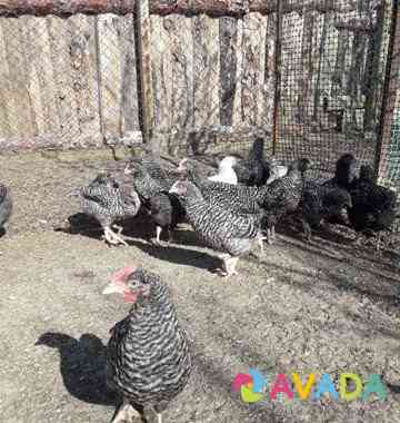 Цыплят лучших яйценосов и мясояичных пород Volgodonsk
