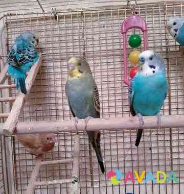 Волнистые попугаи Pushkino