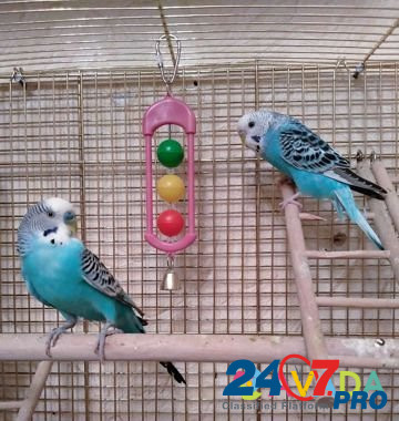 Волнистые попугаи Pushkino - photo 8