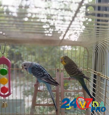 Волнистые попугаи Пушкино - изображение 3
