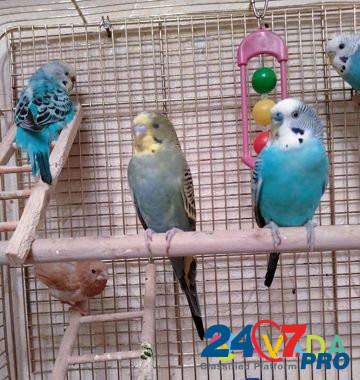 Волнистые попугаи Pushkino - photo 6