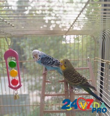 Волнистые попугаи Pushkino - photo 1