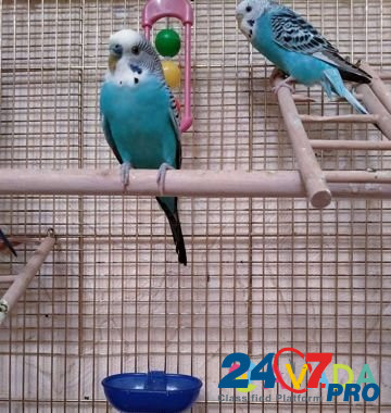 Волнистые попугаи Pushkino - photo 7