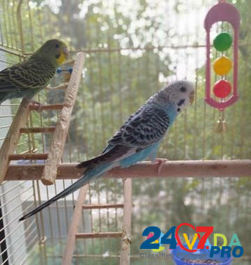 Волнистые попугаи Пушкино - изображение 2