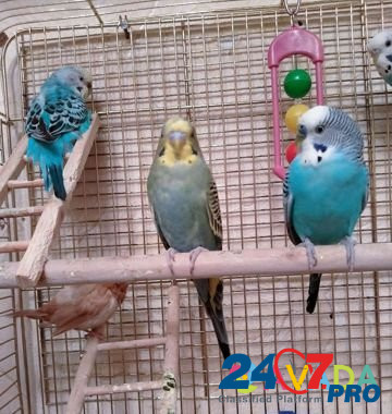 Волнистые попугаи Pushkino - photo 5