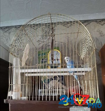 Попугай волнистый Pushkino - photo 1