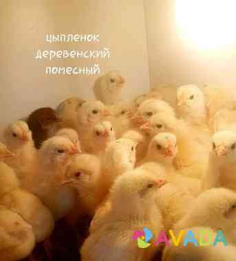 Цыплята суточные и подрощенные Elektrogorsk