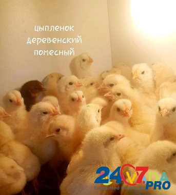 Цыплята суточные и подрощенные Elektrogorsk - photo 4