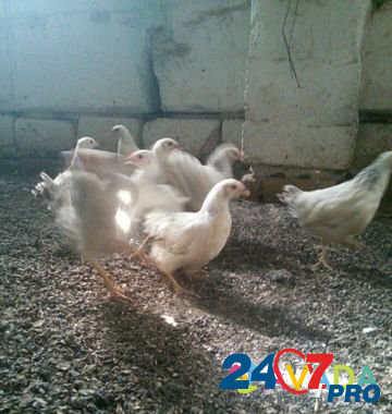 Цыплята Prokhladnyy - photo 3