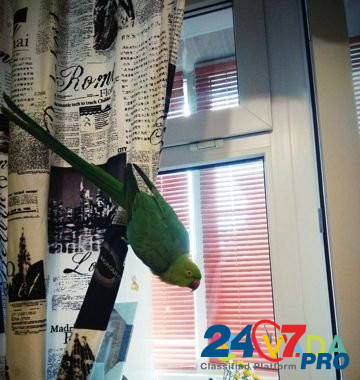 Ожереловый попугай Tver - photo 5