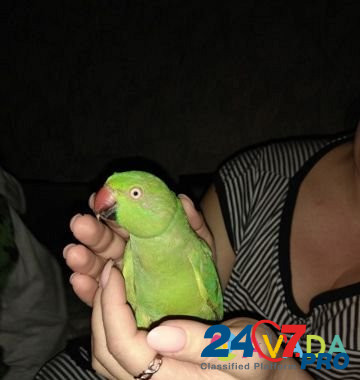 Ожереловый попугай Tver - photo 3