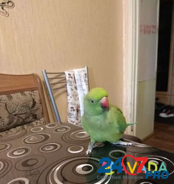 Ожереловый попугай Tver - photo 6